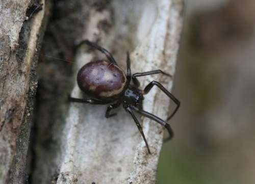 Steatoda grossa - kuva 5