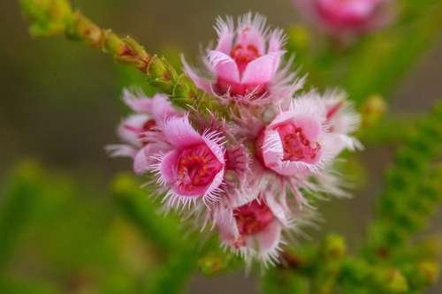 Verticordia centipeda - kuva 1