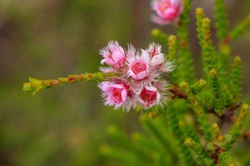 Verticordia centipeda - kuva 2