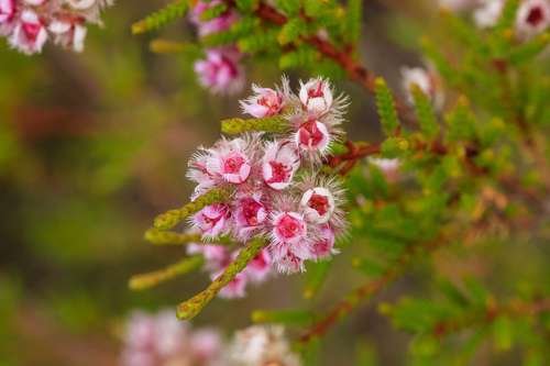 Verticordia centipeda - kuva 3