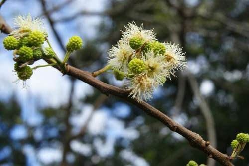 Anadenanthera peregrina - kuva 1