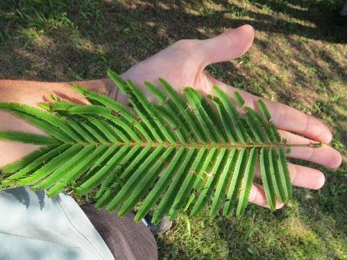 Anadenanthera peregrina - kuva 3