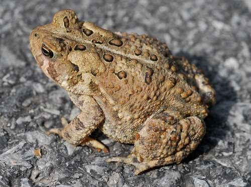 Anaxyrus americanus - kuva 1