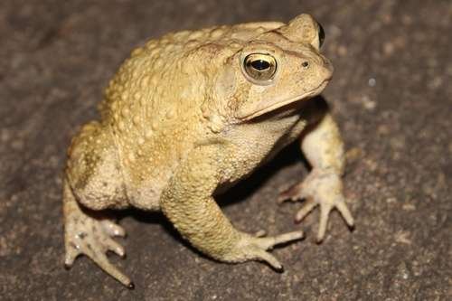 Anaxyrus americanus - kuva 2