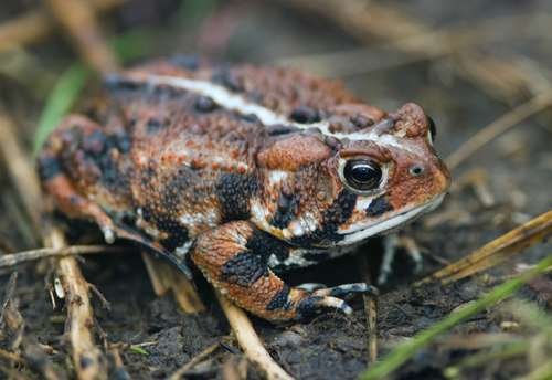 Anaxyrus americanus - kuva 3