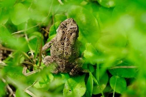 Anaxyrus americanus - kuva 4