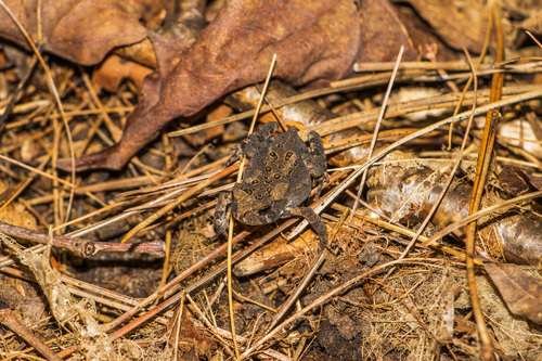Anaxyrus americanus - kuva 5