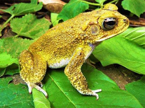Incilius luetkenii - kuva 1