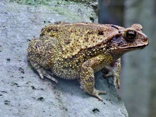 Incilius luetkenii - kuva 2