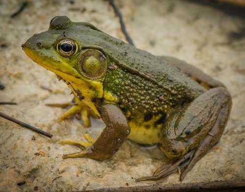 Lithobates clamitans - kuva 1