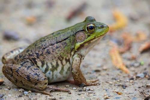 Lithobates clamitans - kuva 2