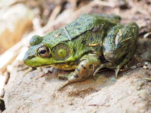Lithobates clamitans - kuva 3