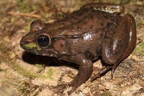 Lithobates clamitans - kuva 4