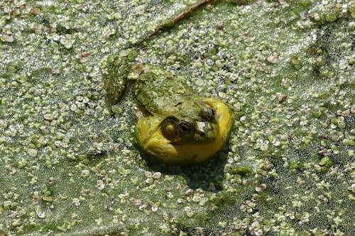 Lithobates clamitans - kuva 5
