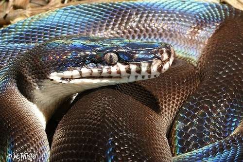 Pythonidae - kuva 2