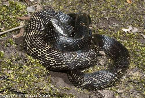 Pantherophis spiloides - kuva 1