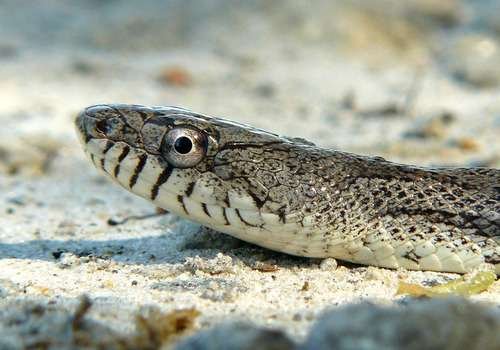 Pantherophis spiloides - kuva 2