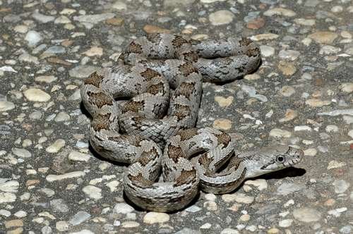 Pantherophis spiloides - kuva 3
