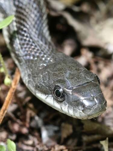 Pantherophis spiloides - kuva 4