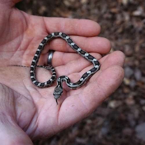 Pantherophis spiloides - kuva 5