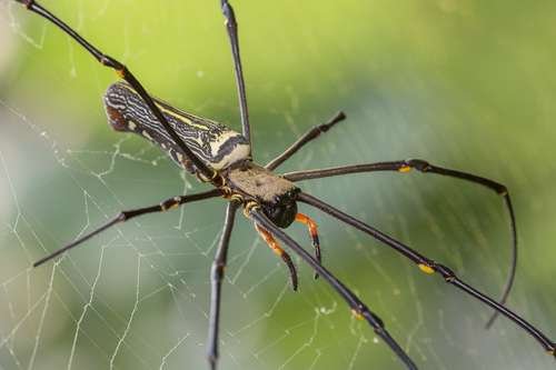Nephila pilipes - kuva 1