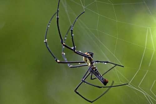 Nephila pilipes - kuva 2