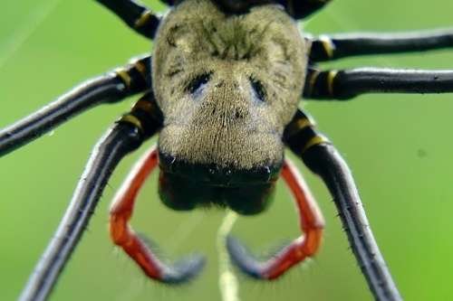 Nephila pilipes - kuva 3