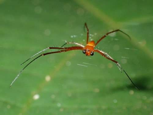 Nephila pilipes - kuva 4