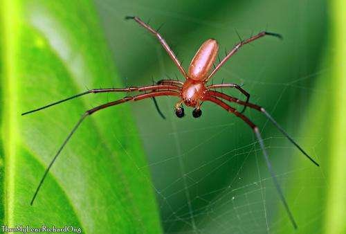 Nephila pilipes - kuva 5