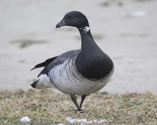 Branta - kuva 1