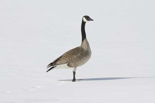 Branta - kuva 2