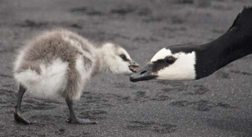 Branta - kuva 3