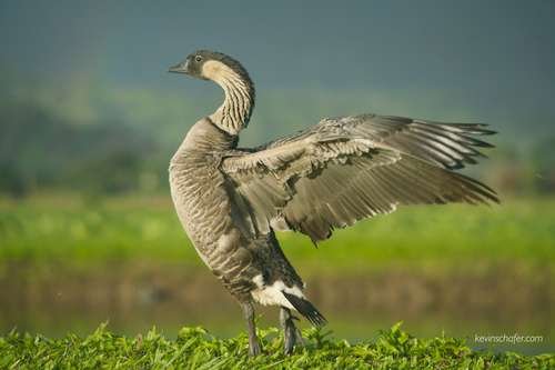 Branta - kuva 4