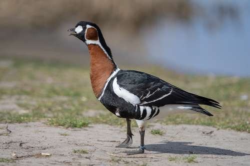 Branta - kuva 5