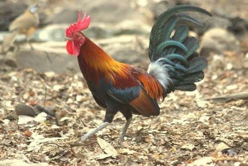 Gallus gallus spadiceus - kuva 1