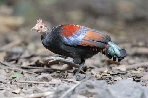 Gallus gallus spadiceus - kuva 2