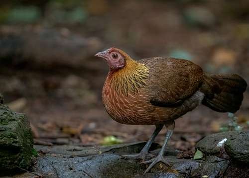 Gallus gallus spadiceus - kuva 3