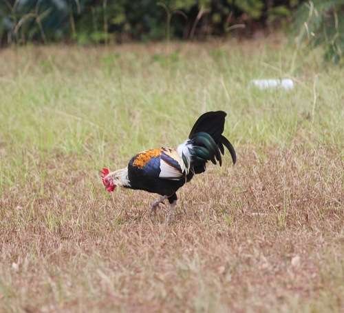 Gallus gallus spadiceus - kuva 4