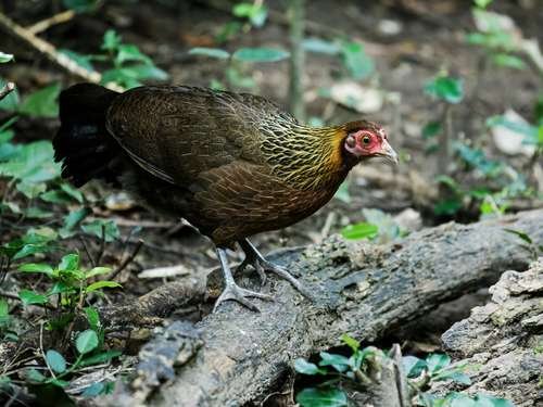 Gallus gallus spadiceus - kuva 5