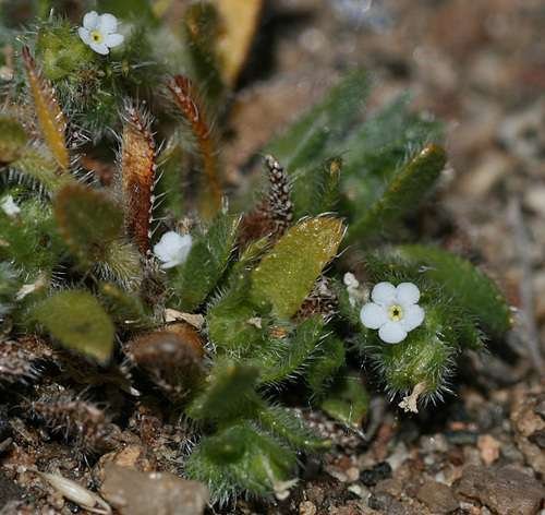 Plagiobothrys collinus ursinus - kuva 1