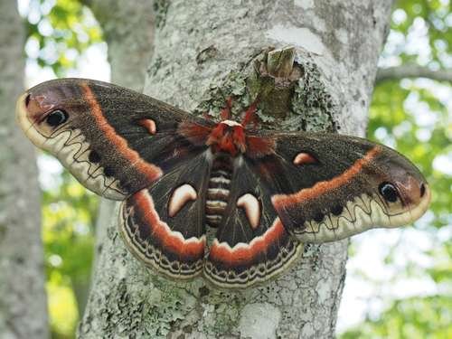 Hyalophora cecropia - kuva 1
