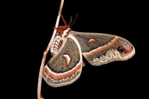 Hyalophora cecropia - kuva 2
