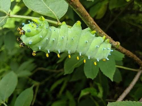 Hyalophora cecropia - kuva 3
