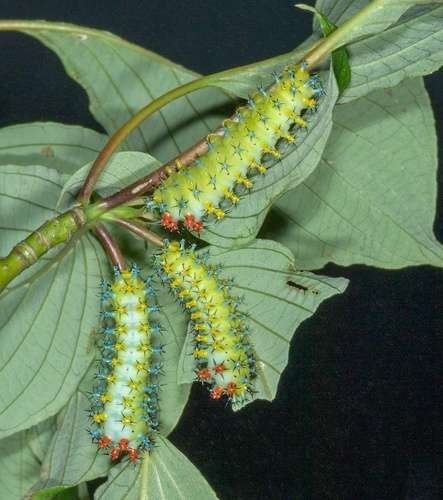 Hyalophora cecropia - kuva 4
