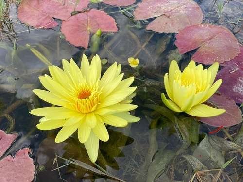 Nymphaea stuhlmannii - kuva 1