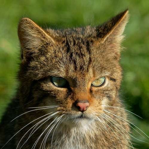 Felinae - kuva 1