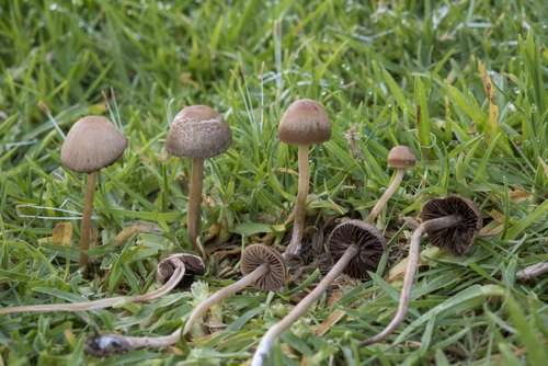 Panaeolus foenisecii - kuva 1