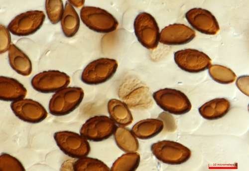 Panaeolus foenisecii - kuva 2