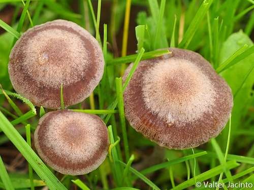 Panaeolus foenisecii - kuva 3
