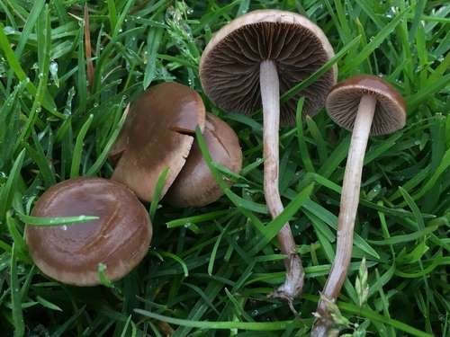 Panaeolus foenisecii - kuva 4